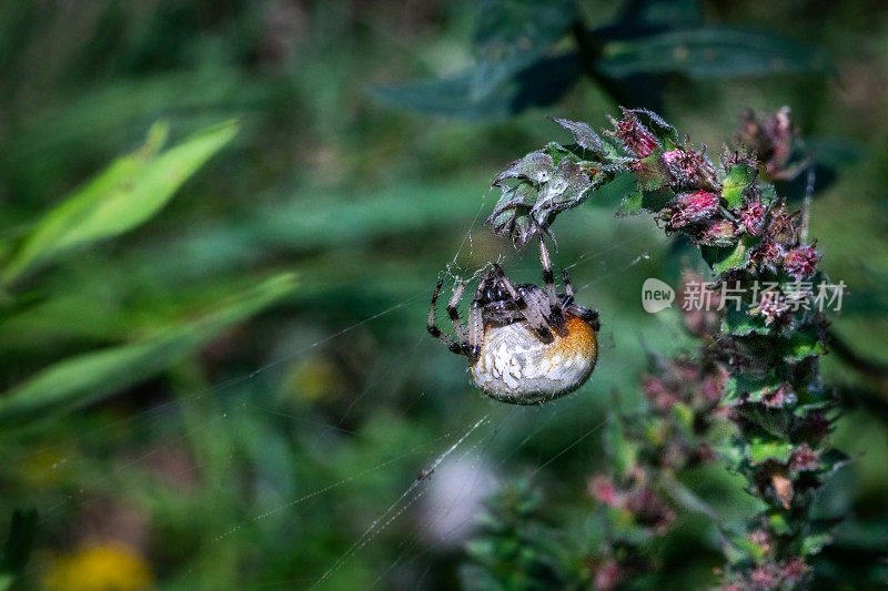 蜘蛛三叶草或南瓜蜘蛛，(Araneus trifolium)，蜘蛛形。